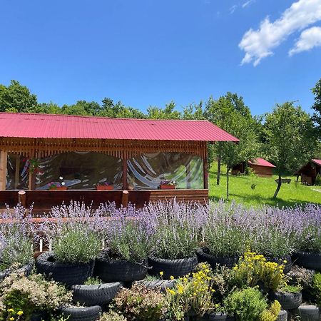 ホテル La 3 Stejari, Calimanesti Salatrucel エクステリア 写真